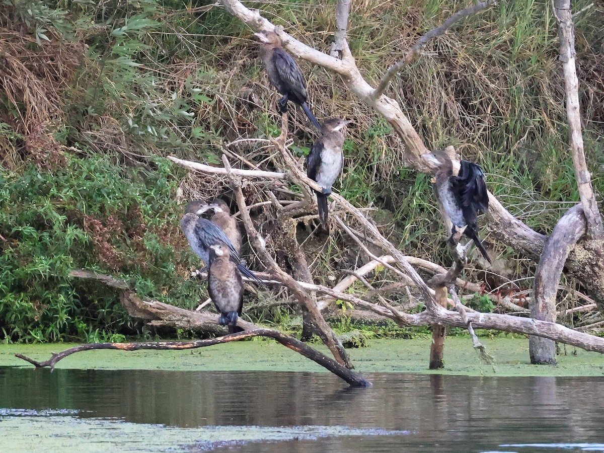 Pygmy Cormorant - ML624071797