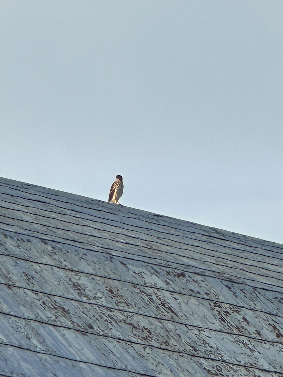 Cooper's Hawk - ML624071801