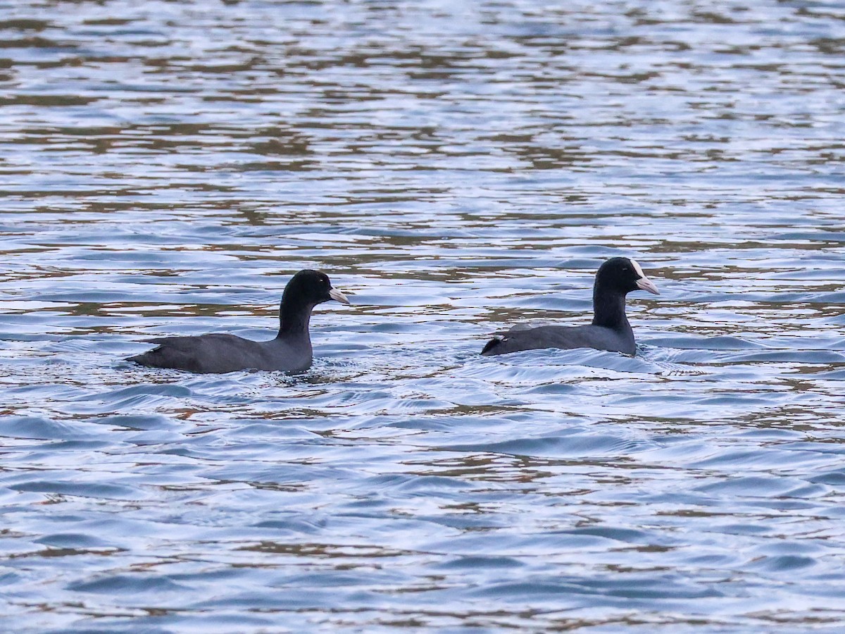 Eurasian Coot - ML624071807