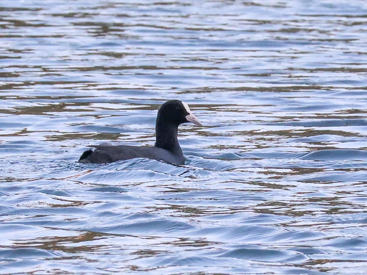 Eurasian Coot - ML624071809