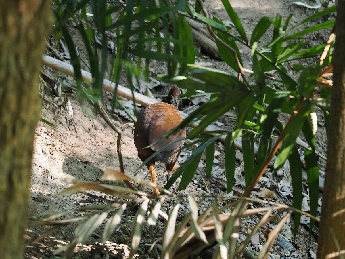 Orange-footed Megapode - ML624071810