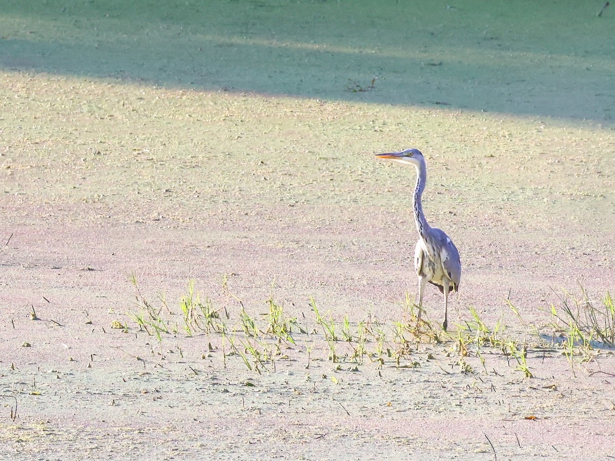 Gray Heron - ML624071812