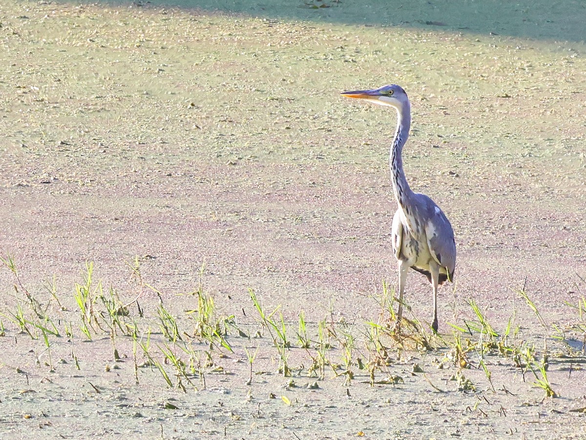 Gray Heron - ML624071814