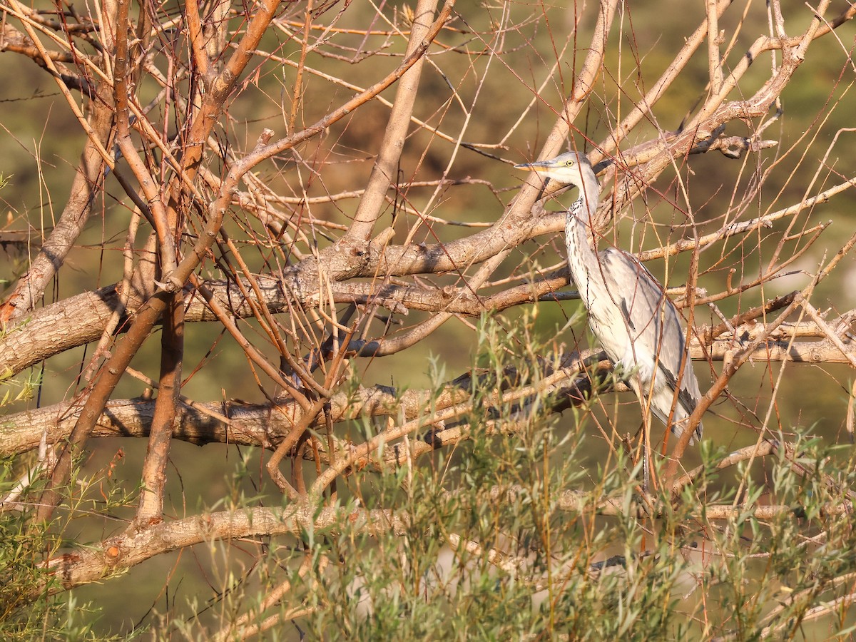 Gray Heron - ML624071818