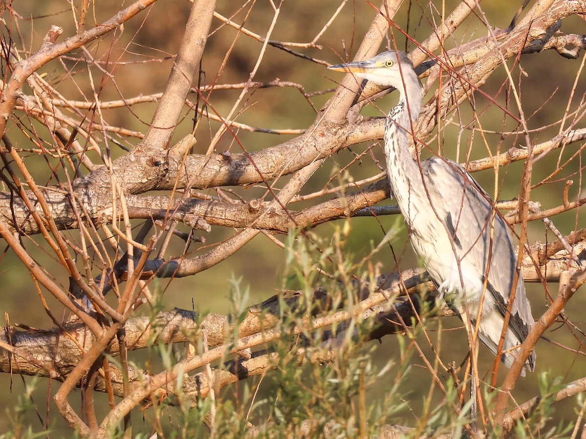 Gray Heron - ML624071825