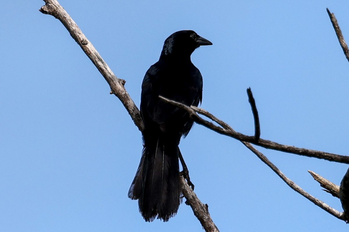 Melodious Blackbird - Ian Thompson