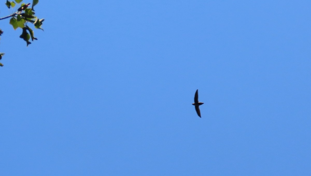 Chimney Swift - b gruff