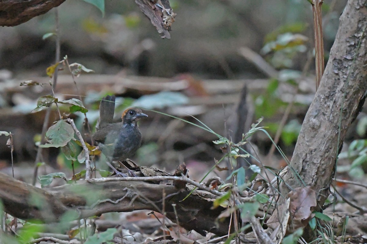 Rufous-capped Antthrush - ML624071846