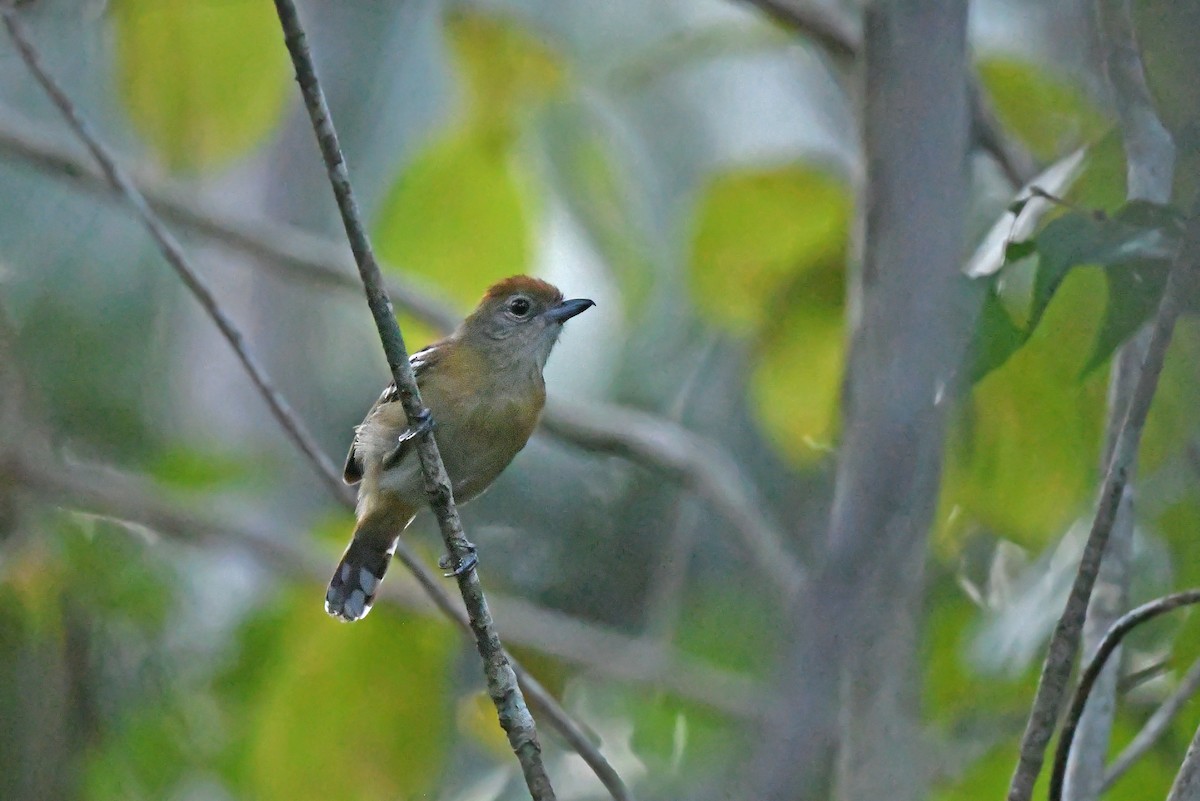 Planalto Slaty-Antshrike - Christoph Moning