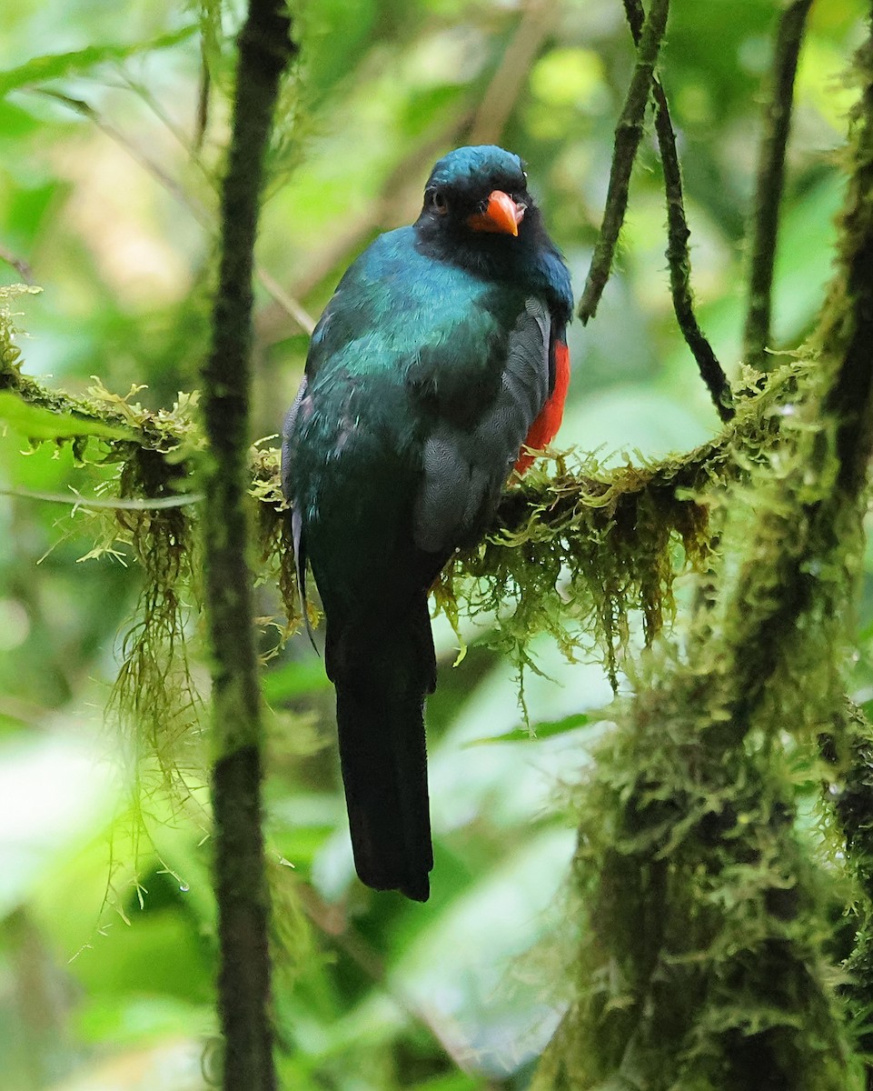 Gri Kuyruklu Trogon - ML624071861