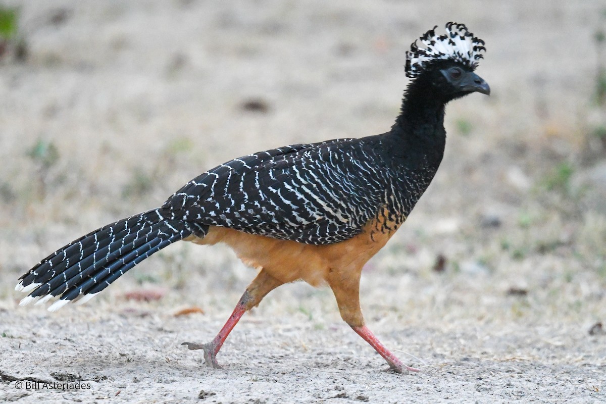 Bare-faced Curassow - ML624071871