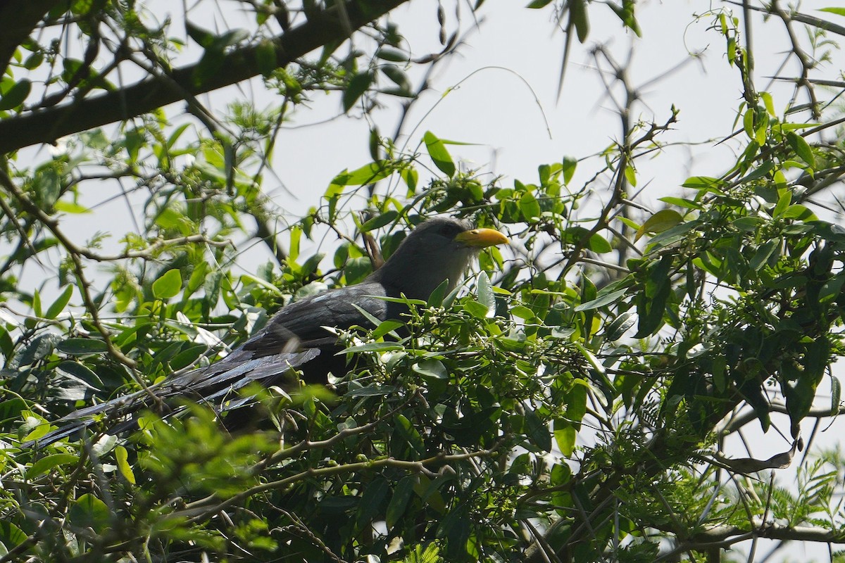 Green Malkoha - Dave Rimmer