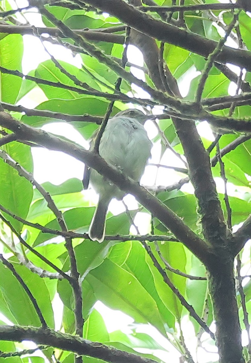 Mistletoe Tyrannulet - ML624071899