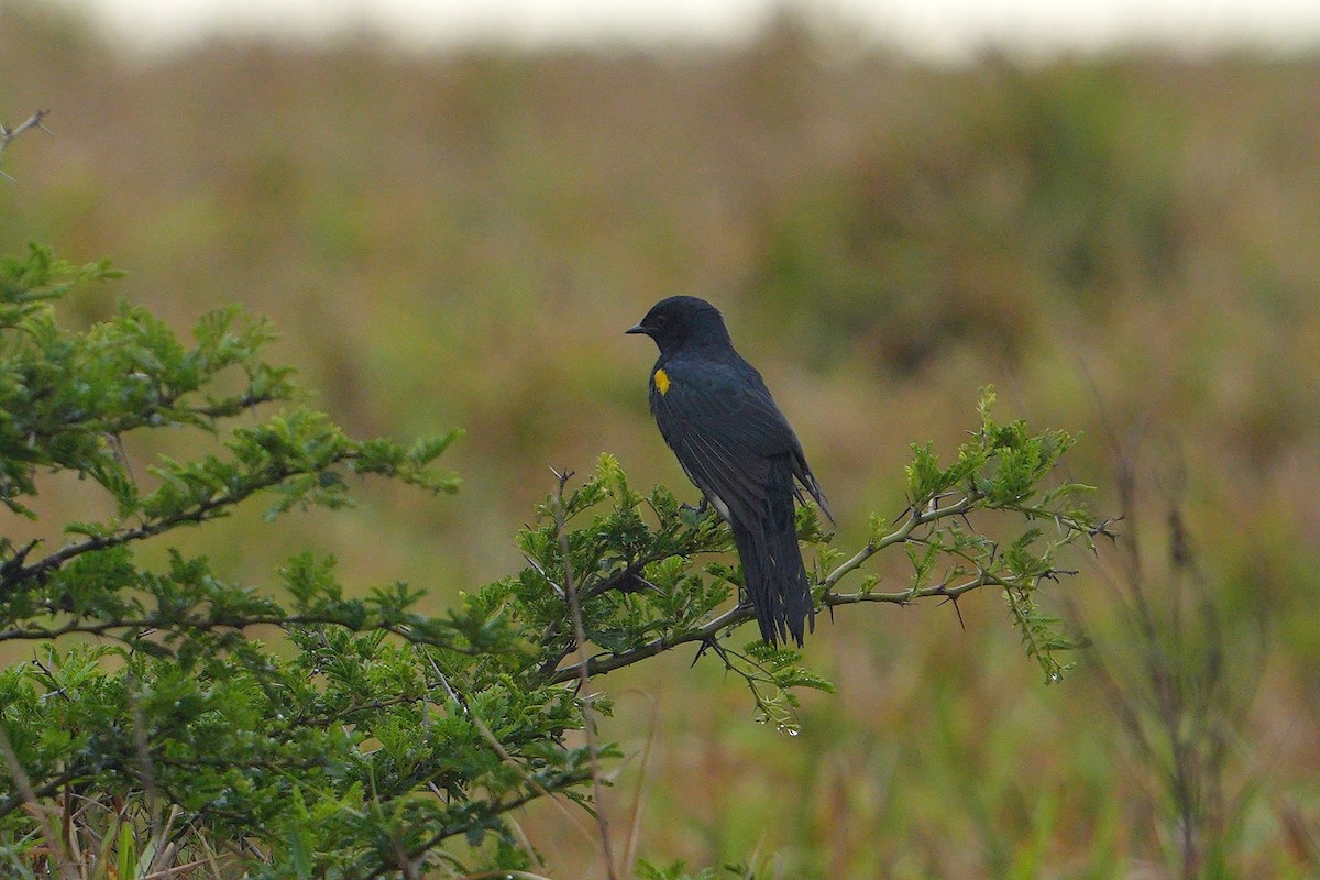 Black Cuckooshrike - ML624071908