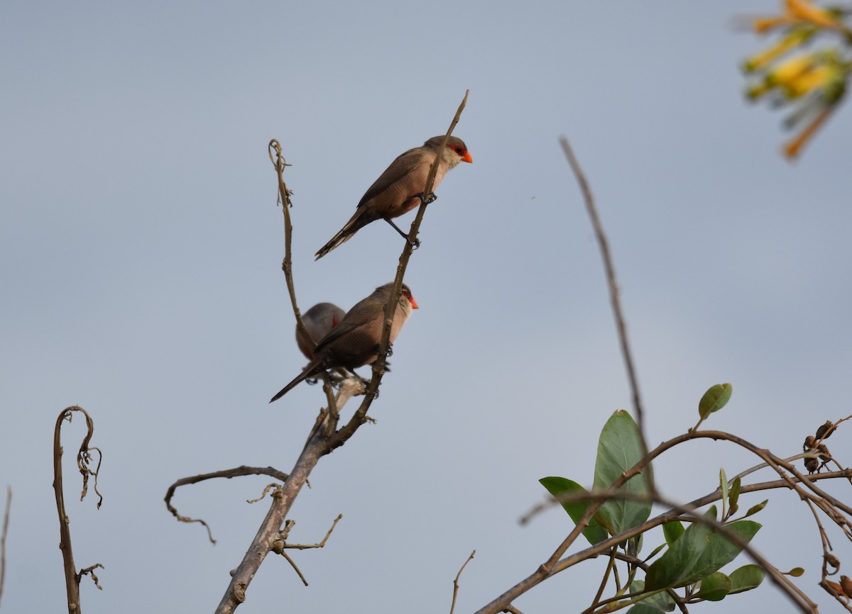 Common Waxbill - ML624071935