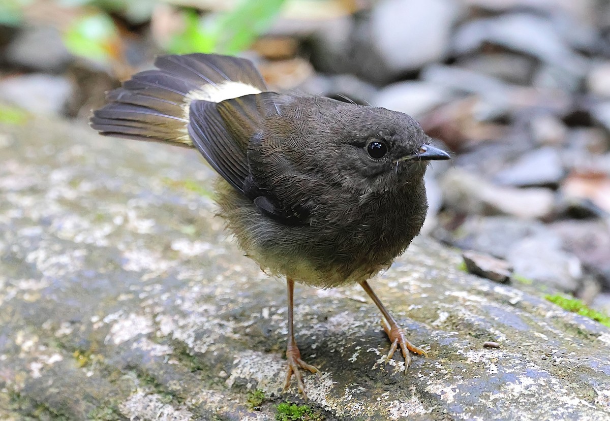 Buff-rumped Warbler - ML624071937