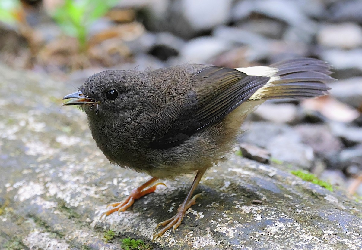 Buff-rumped Warbler - ML624071938