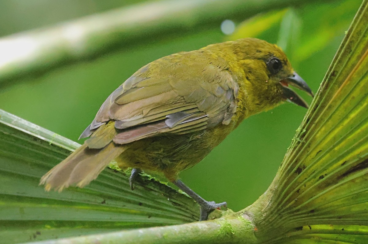 Carmiol's Tanager - ML624071941