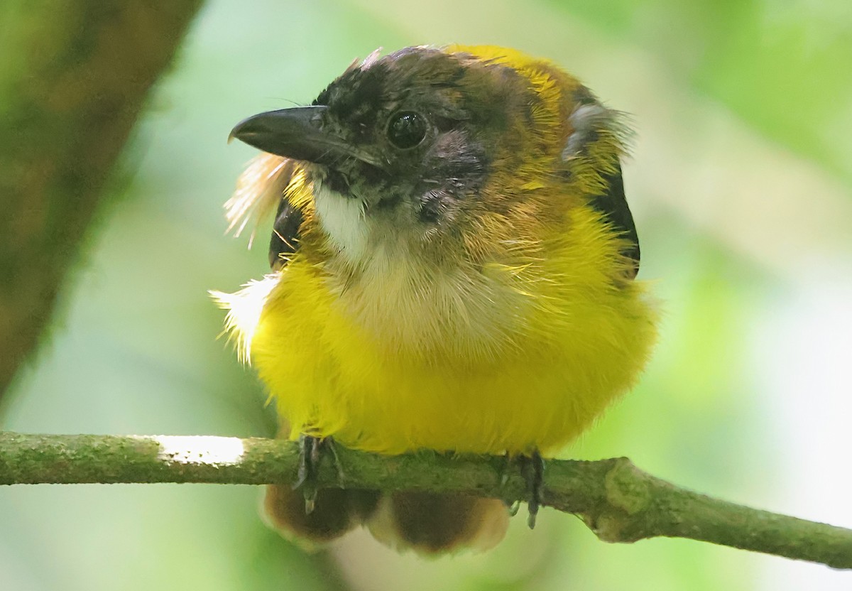 White-throated Shrike-Tanager - ML624071946