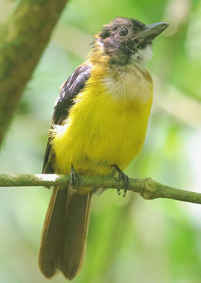 White-throated Shrike-Tanager - ML624071947