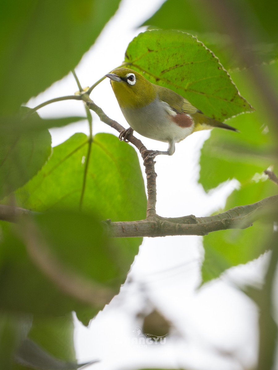 Буробокая белоглазка - ML624071962