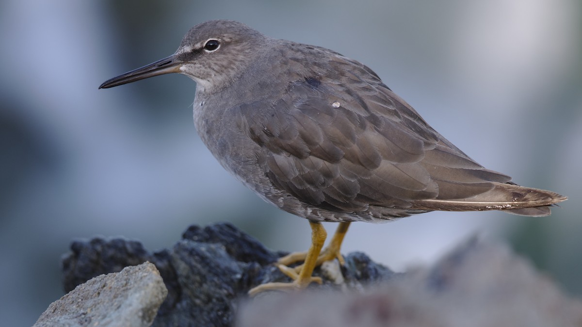 Wandering Tattler - ML624071990