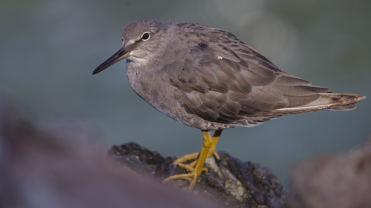 Wandering Tattler - ML624071992