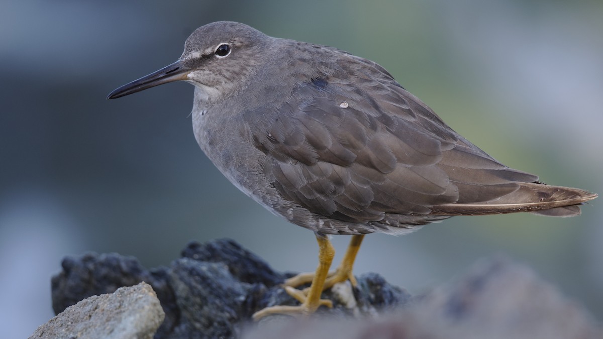 Wandering Tattler - ML624071993