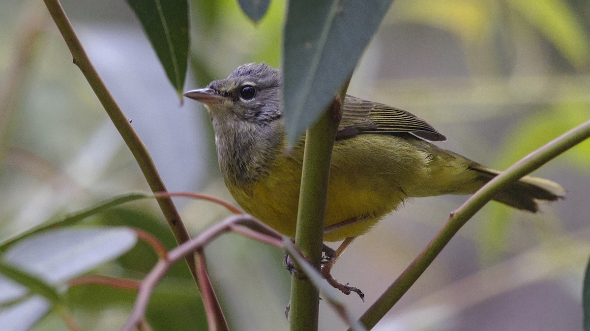 MacGillivray's Warbler - ML624071998