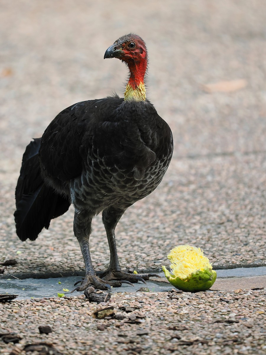 Australian Brushturkey - ML624072019