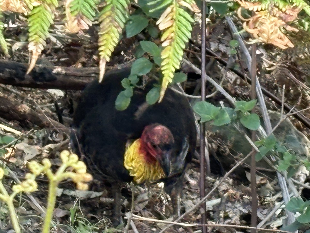 Australian Brushturkey - ML624072032