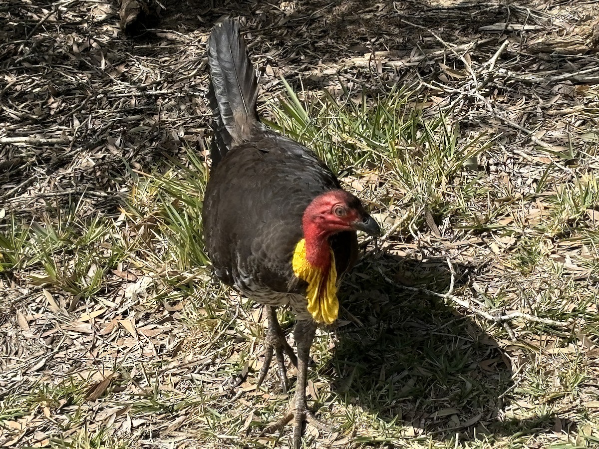 Australian Brushturkey - ML624072033