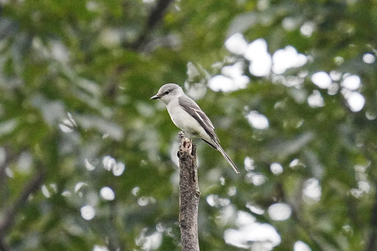 Ashy Minivet - ML624072040