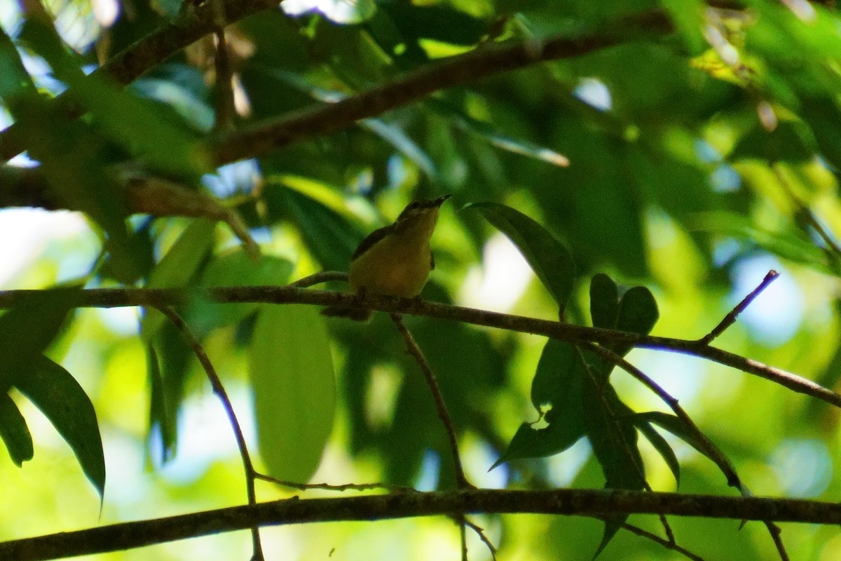 Hume's White-eye - ML624072047