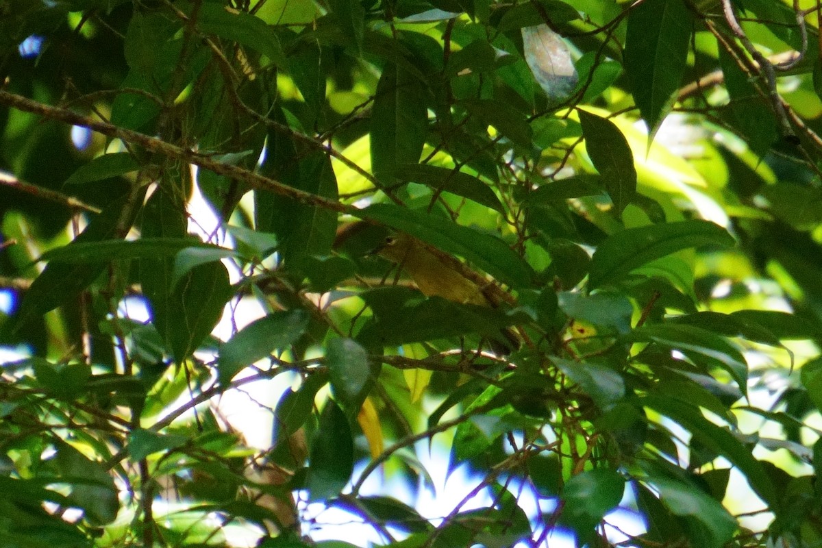 Hume's White-eye - ML624072048