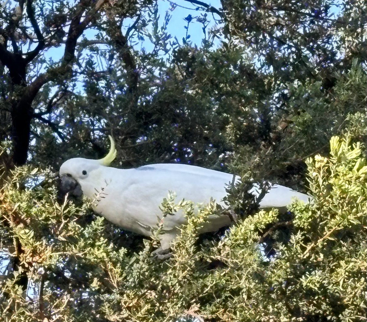 葵花鳳頭鸚鵡 - ML624072051