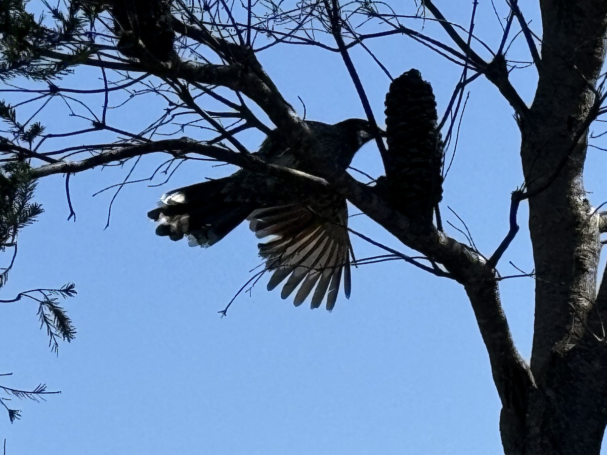 Little Wattlebird - ML624072059