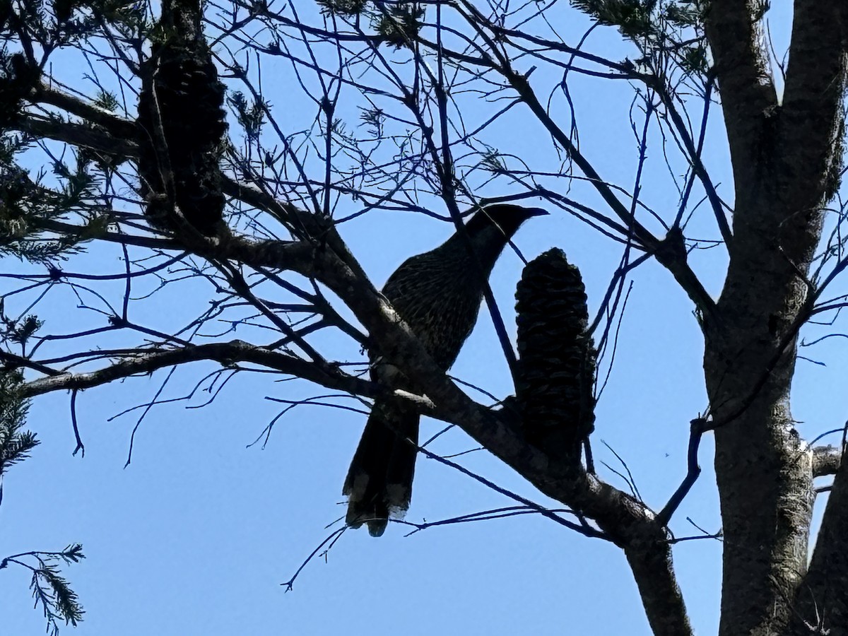 Little Wattlebird - ML624072060