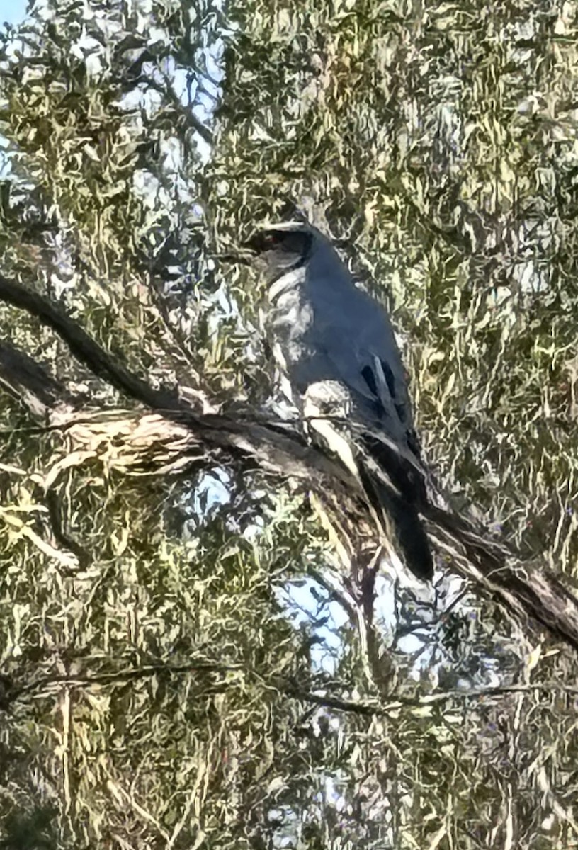 Black-faced Cuckooshrike - ML624072068