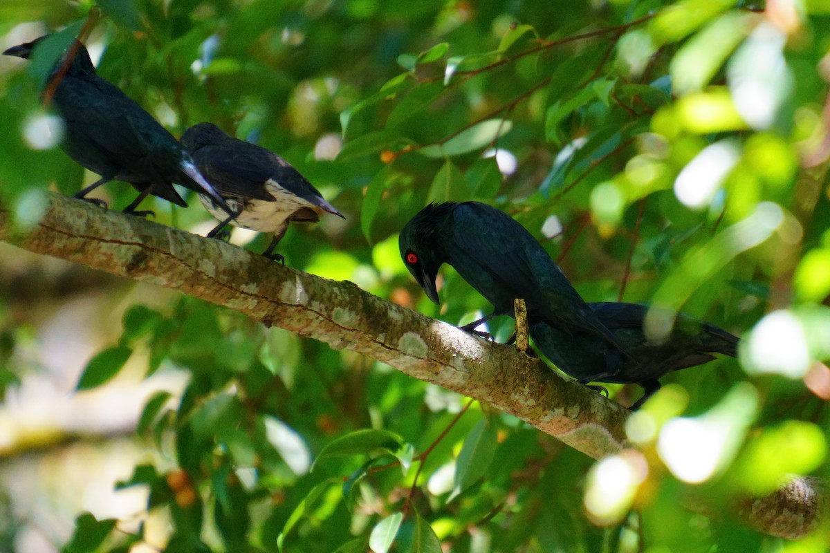 Asian Glossy Starling - 吳 致謙