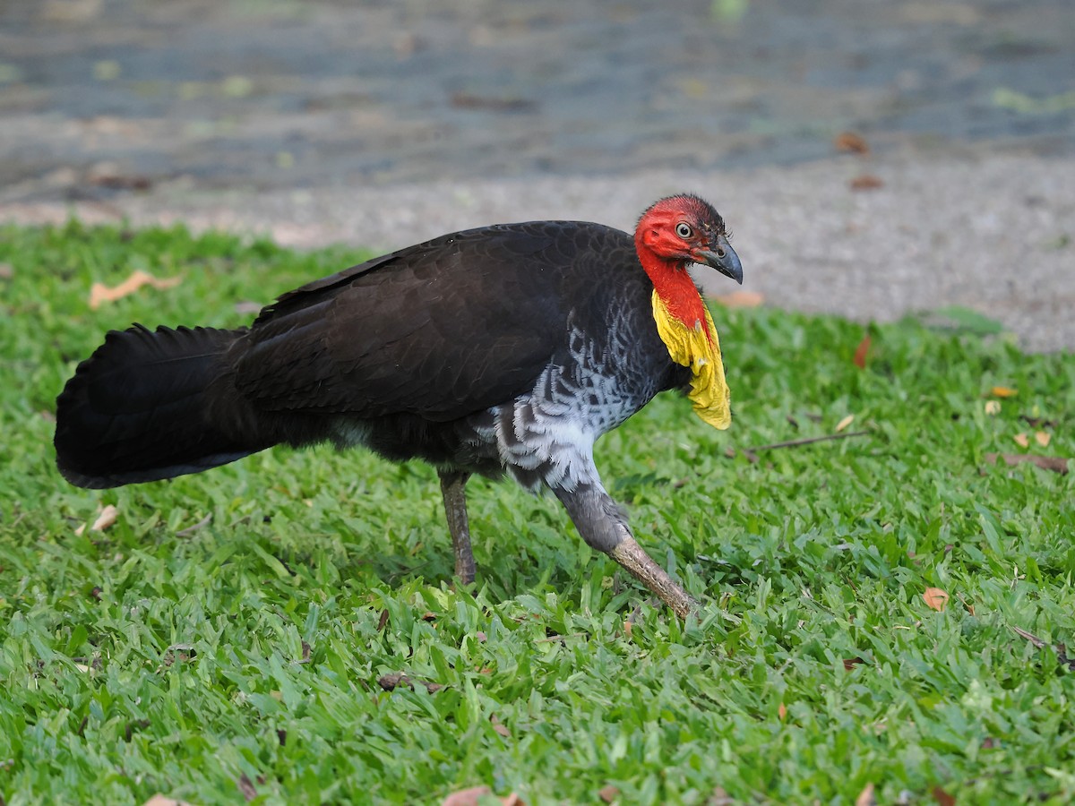 Australian Brushturkey - Len and Chris Ezzy