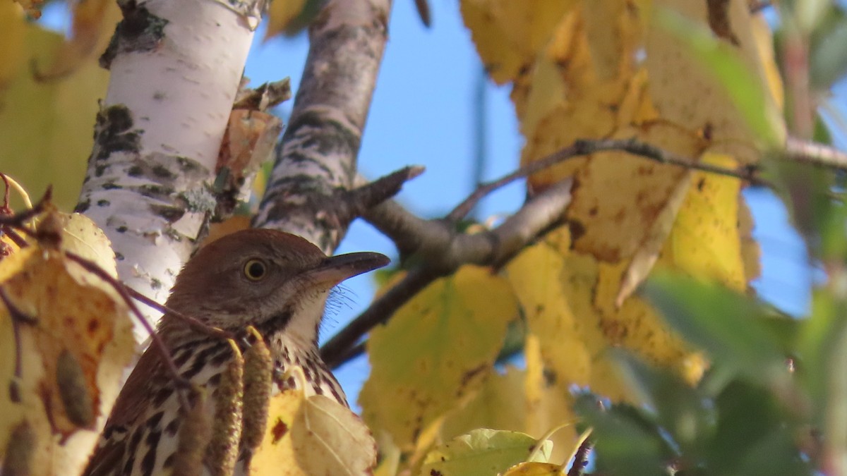 Brown Thrasher - ML624072082