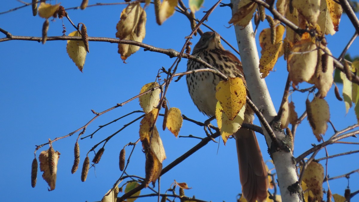 Brown Thrasher - ML624072083