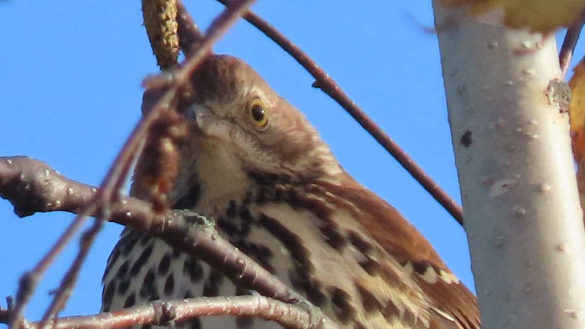 Brown Thrasher - ML624072084