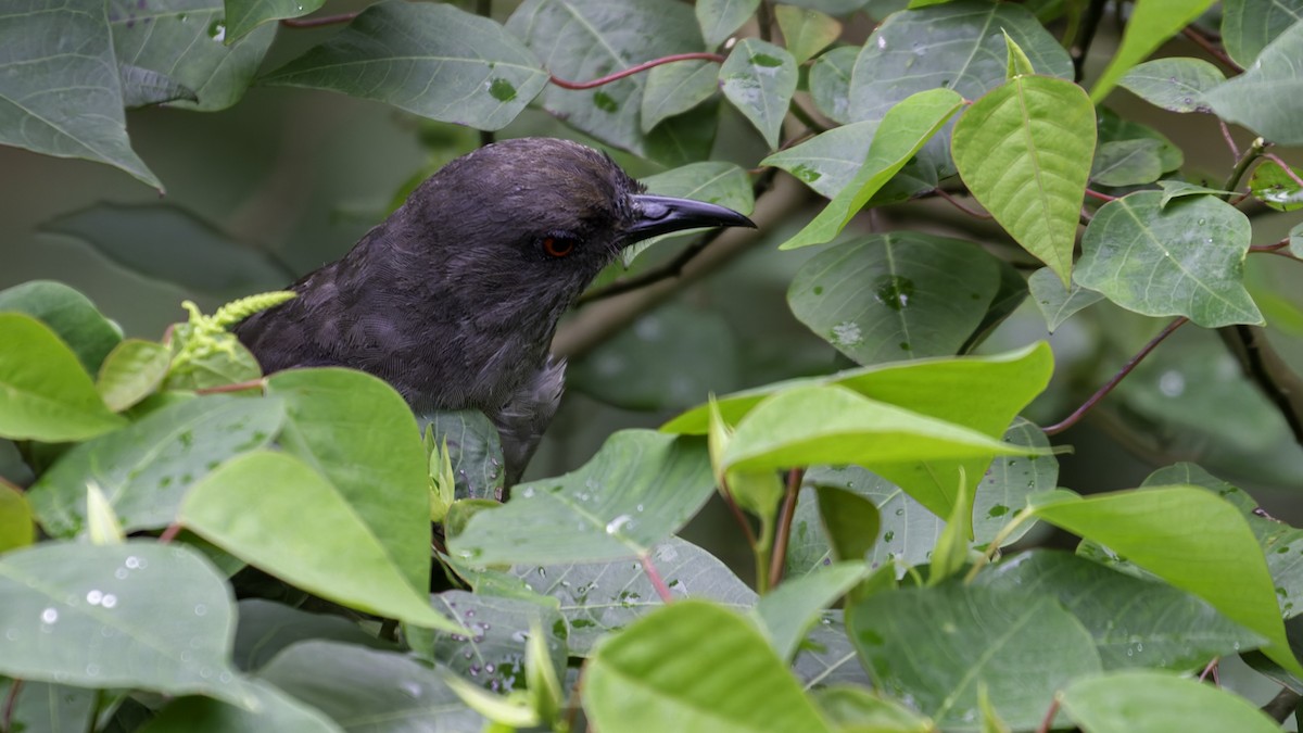 Long-tailed Sibia - ML624072091