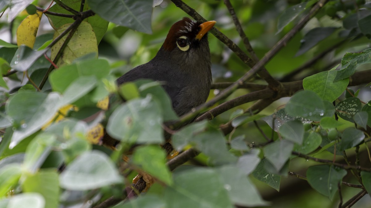 Chestnut-capped Laughingthrush - ML624072128