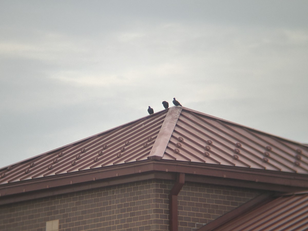 Rock Pigeon (Feral Pigeon) - ML624072139