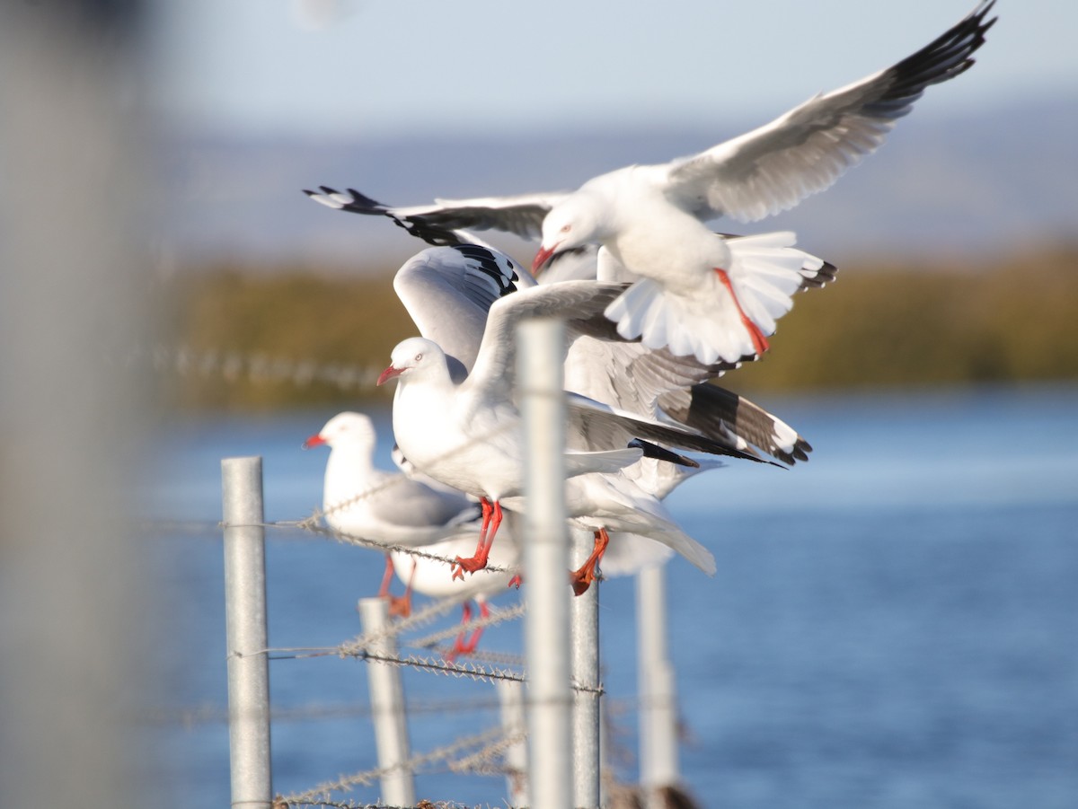 Silver Gull (Silver) - ML624072141