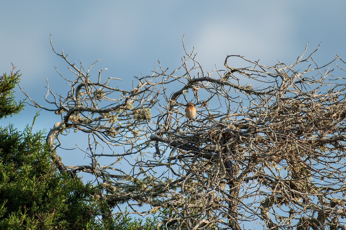 Whinchat - ML624072162