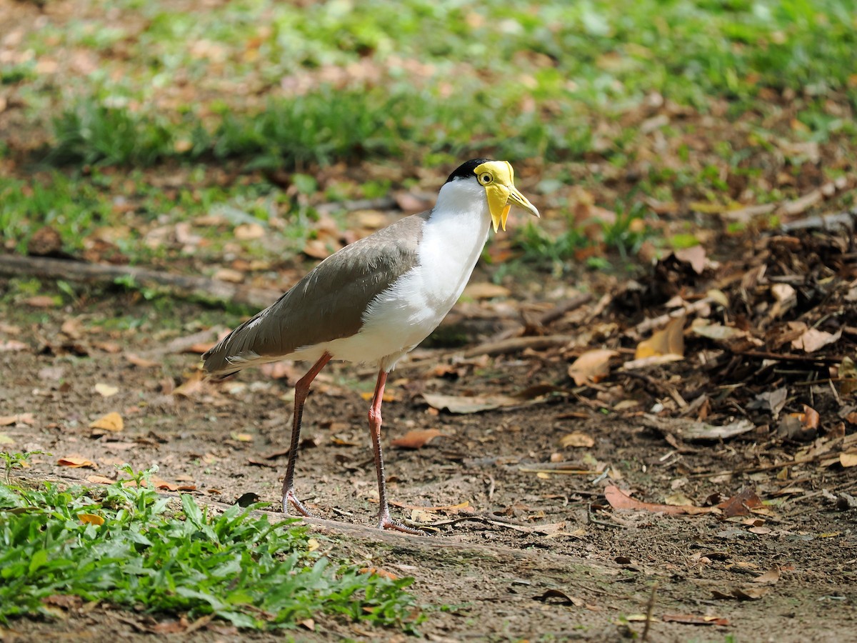 Masked Lapwing - ML624072188